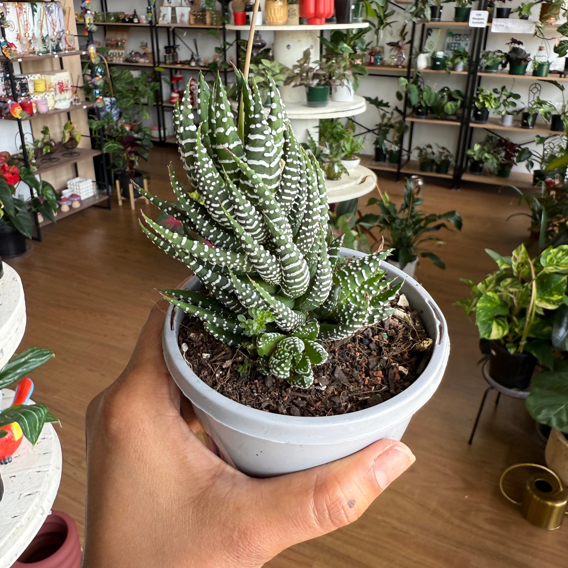 star shaped succulent Haworthia Fatsia Plant | Star Succulent