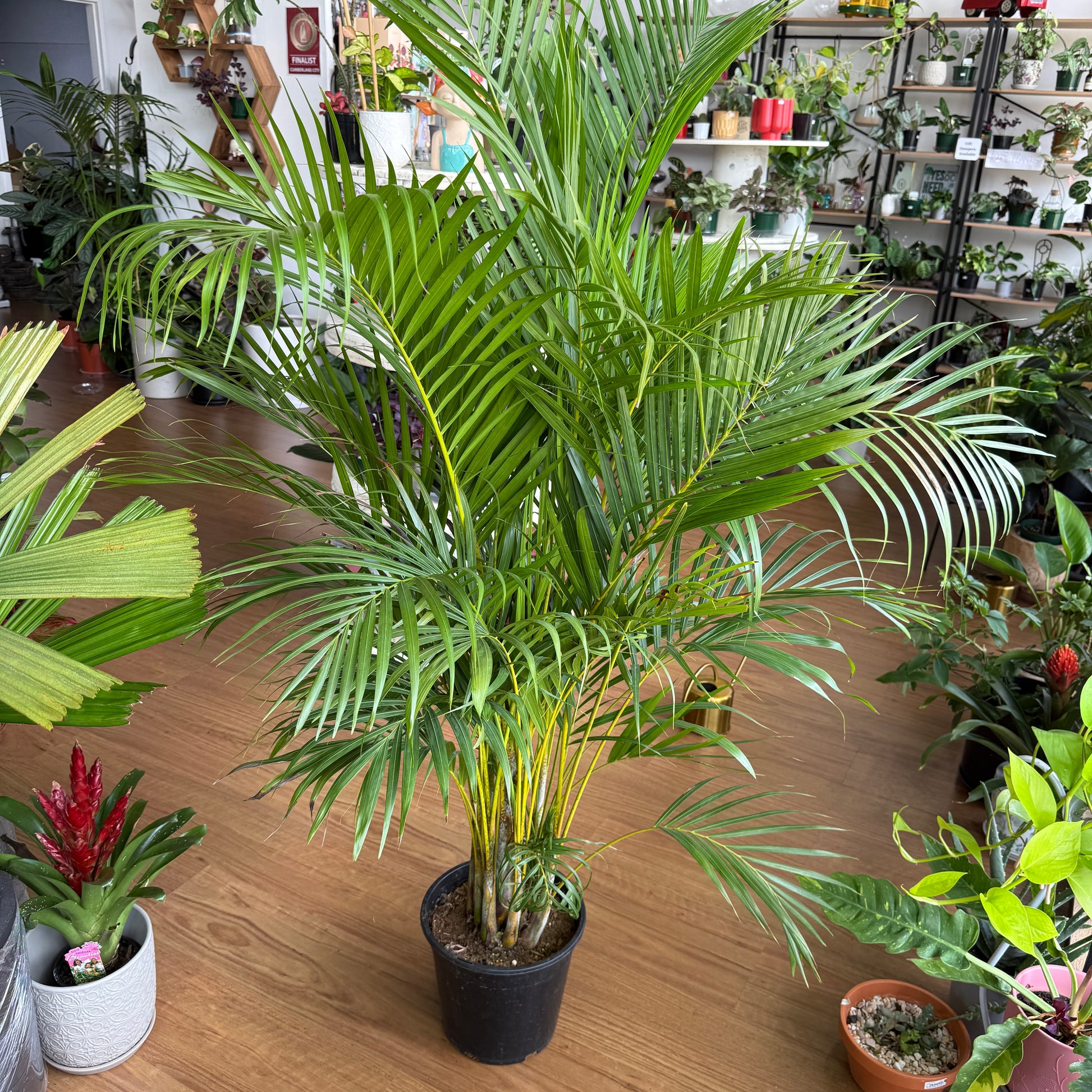 areca palm vs golden cane Golden Cane Palm