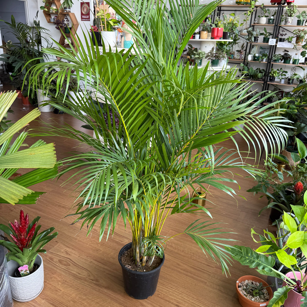 Areca Palm 'Golden Cane'