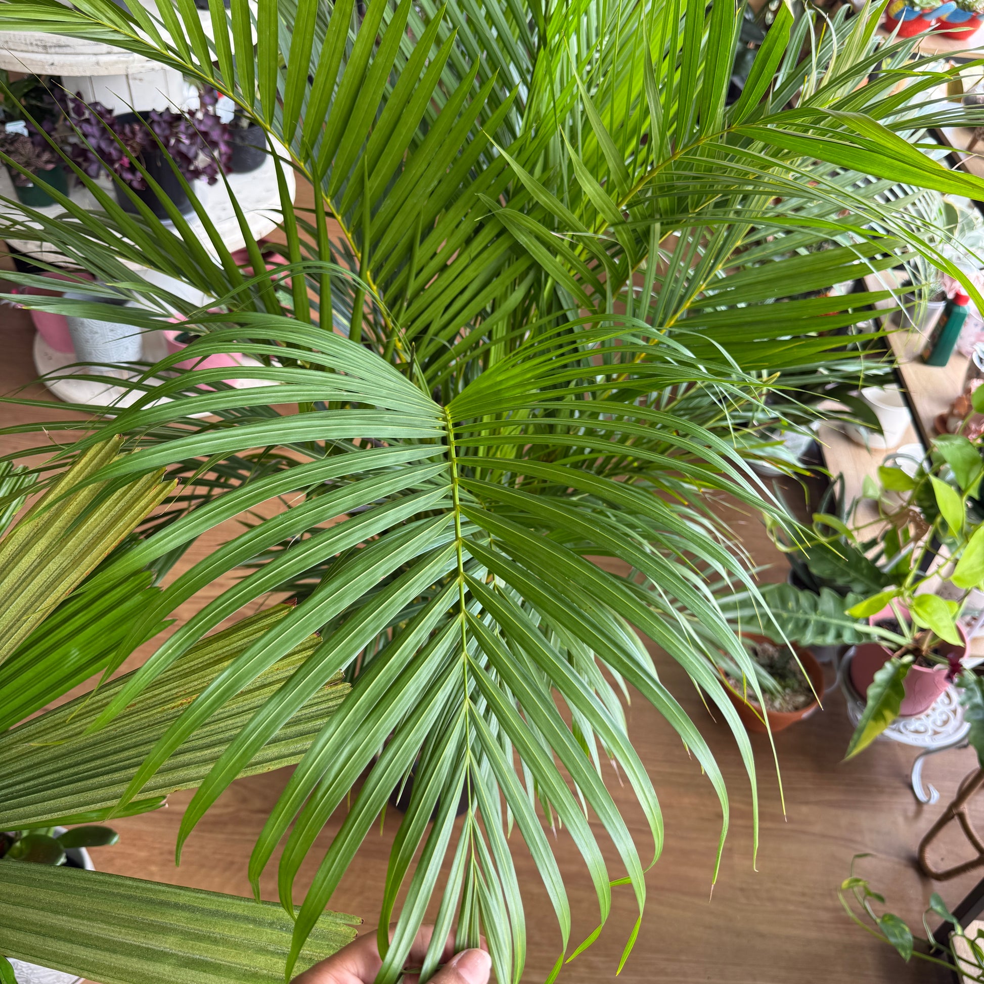 areca palm melbourne Golden Cane Palm