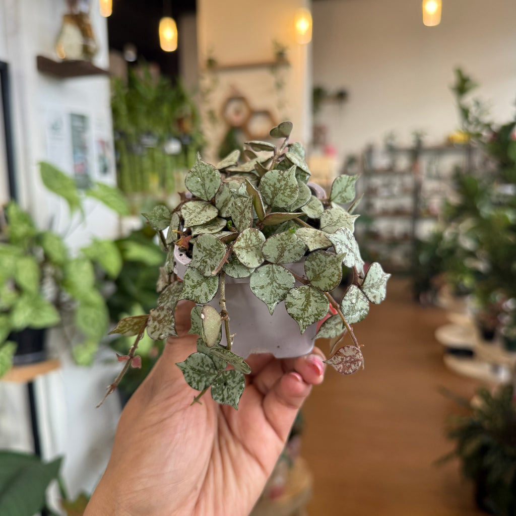 Hoya curtisii mini trailing plant silver speckled leaves Sydney