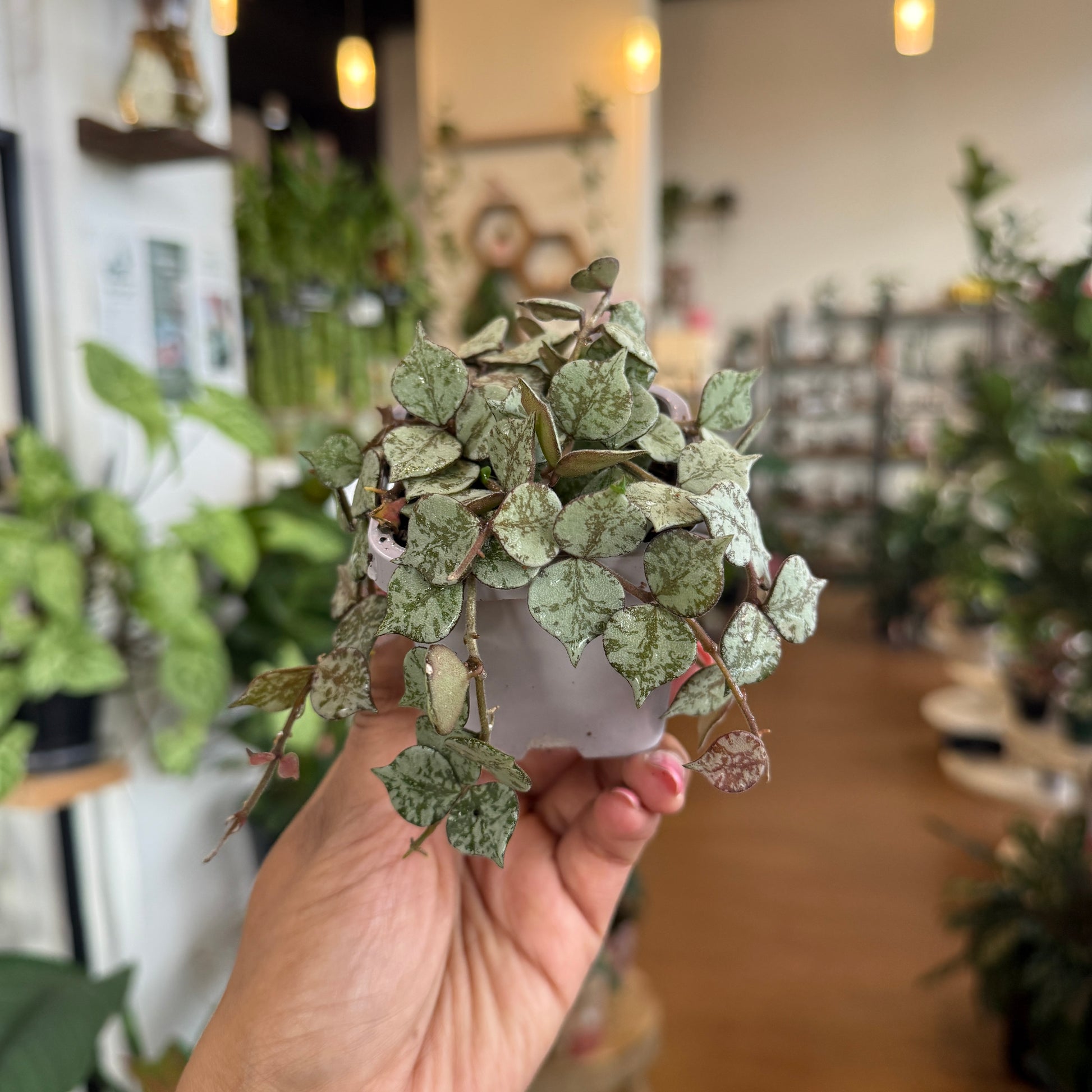 Hoya curtisii mini trailing plant silver speckled leaves Sydney