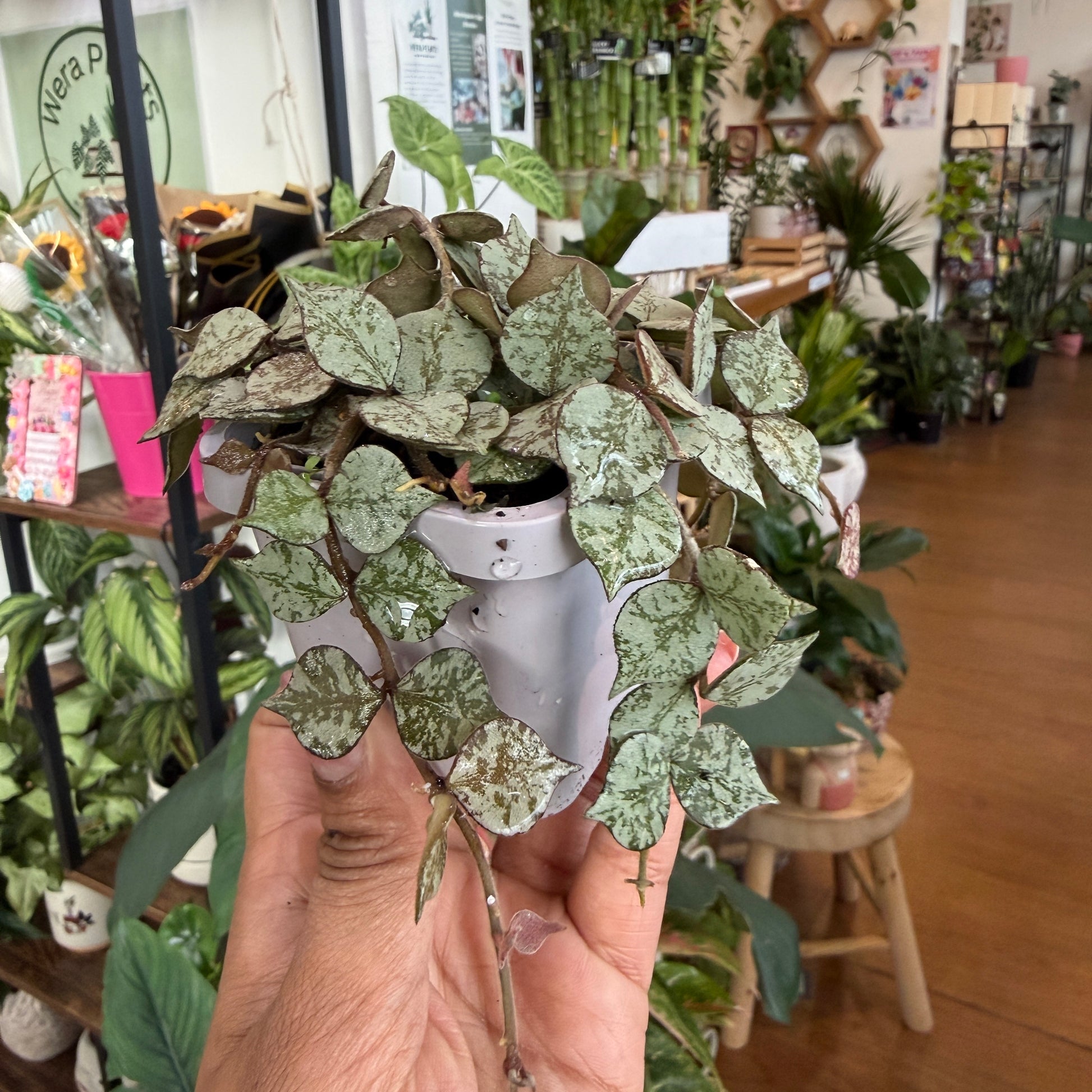 Hoya Curtisii