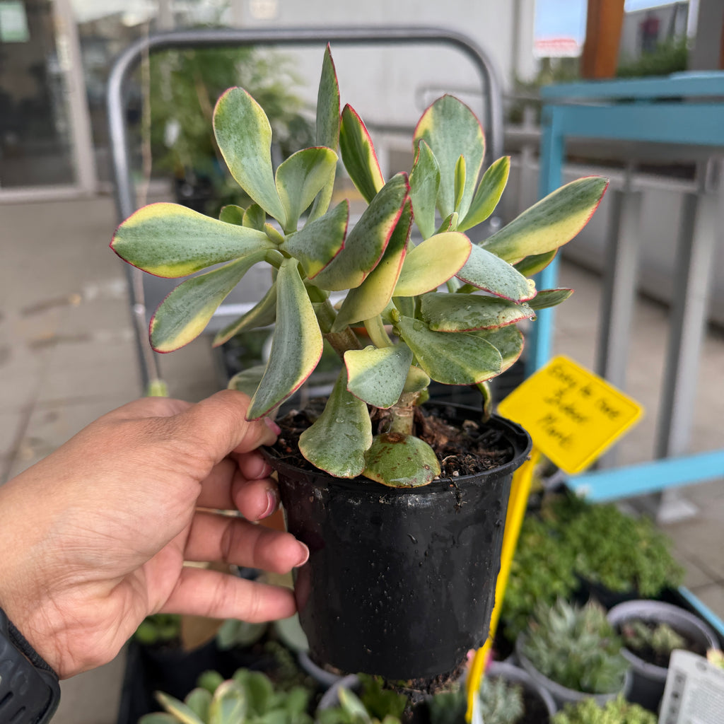 Crassula Ovata ‘Variegata’