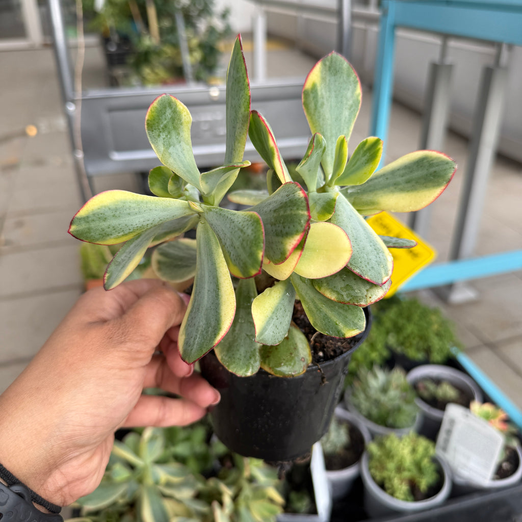 Crassula ovata variegated jade plant creamy green leaves Sydney