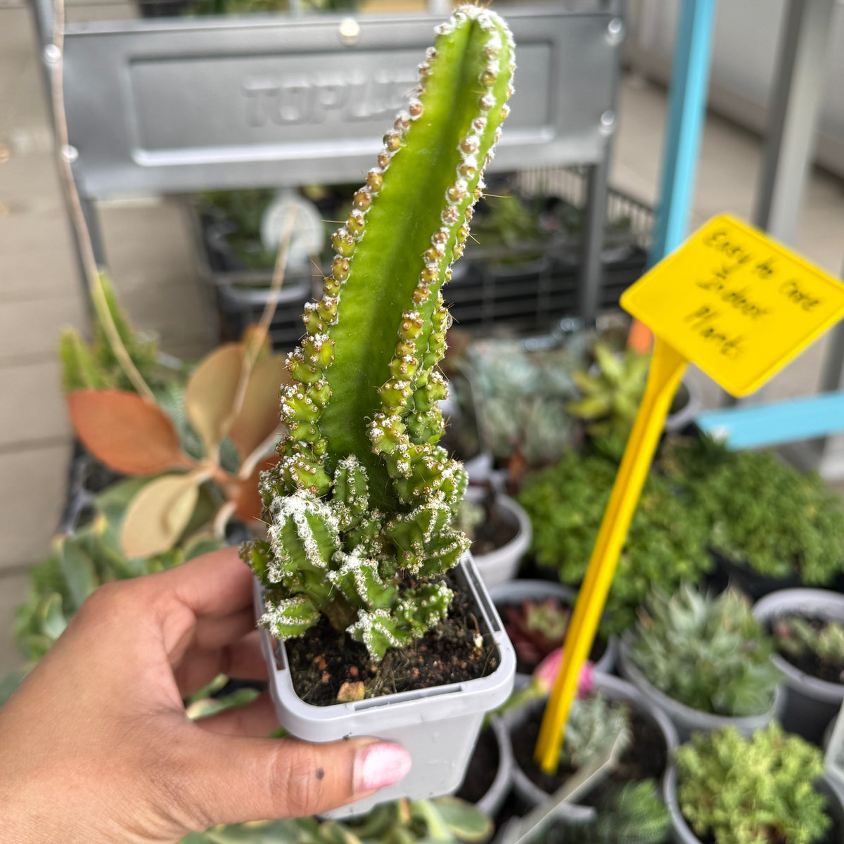 Fairy Castle Cactus branching succulent castle shape Sydney