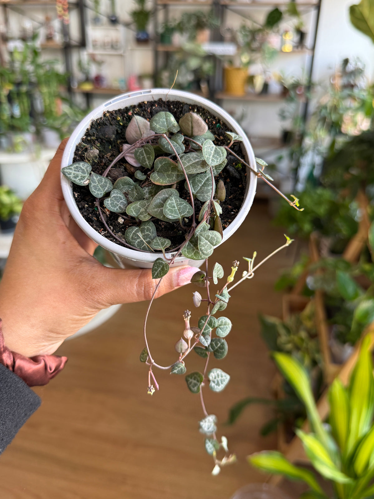 Ceropegia woodii Chain of Hearts trailing vine heart shaped leaves Sydney