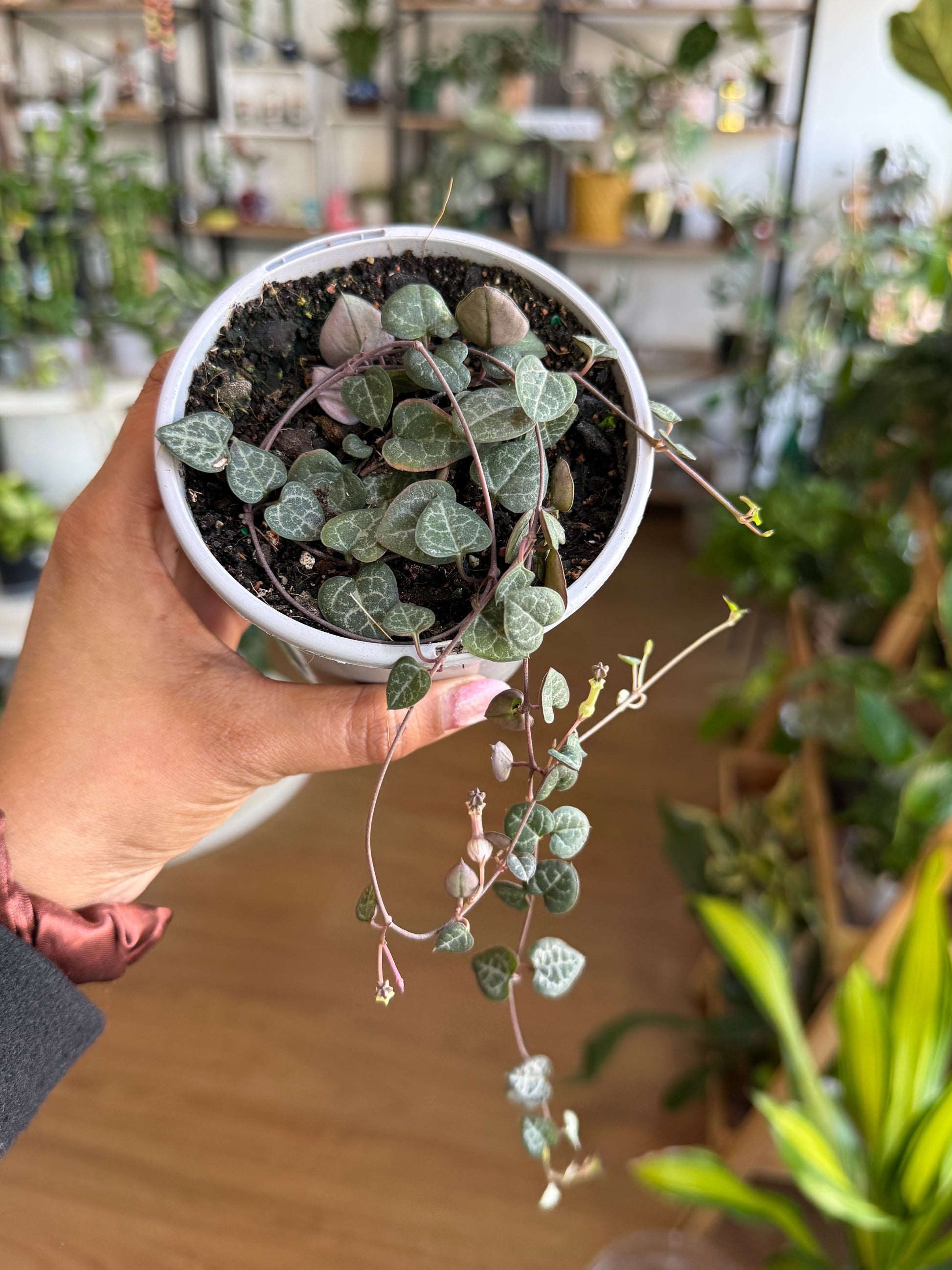 Ceropegia woodii Chain of Hearts trailing vine heart shaped leaves Sydney
