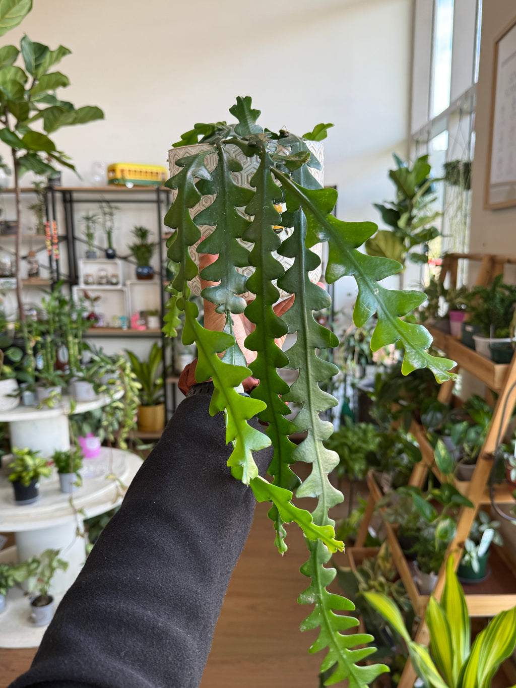 Epiphyllum 'Zig Zag' Fishbone Cactus