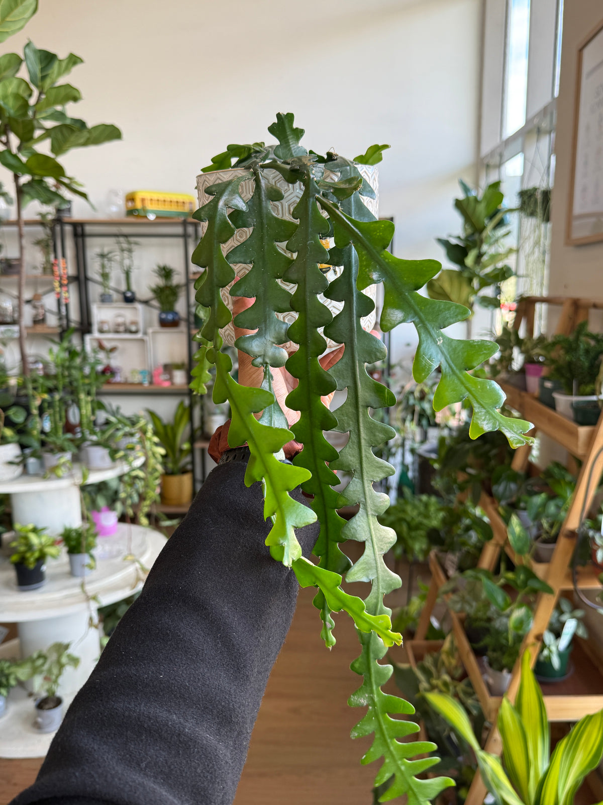 Epiphyllum 'Zig Zag' Fishbone Cactus