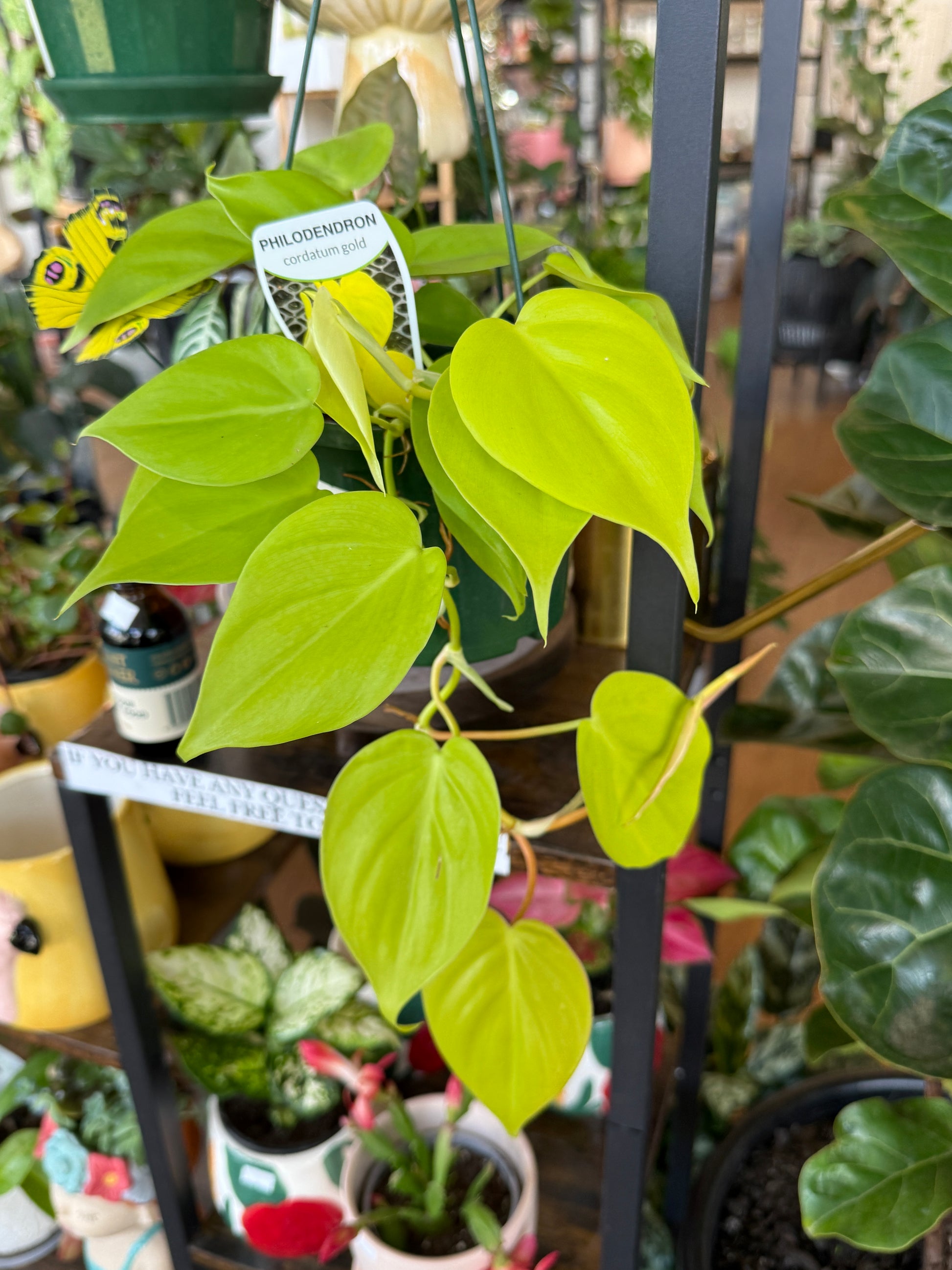 Philodendron heart leaf trailing plant green foliage Sydney