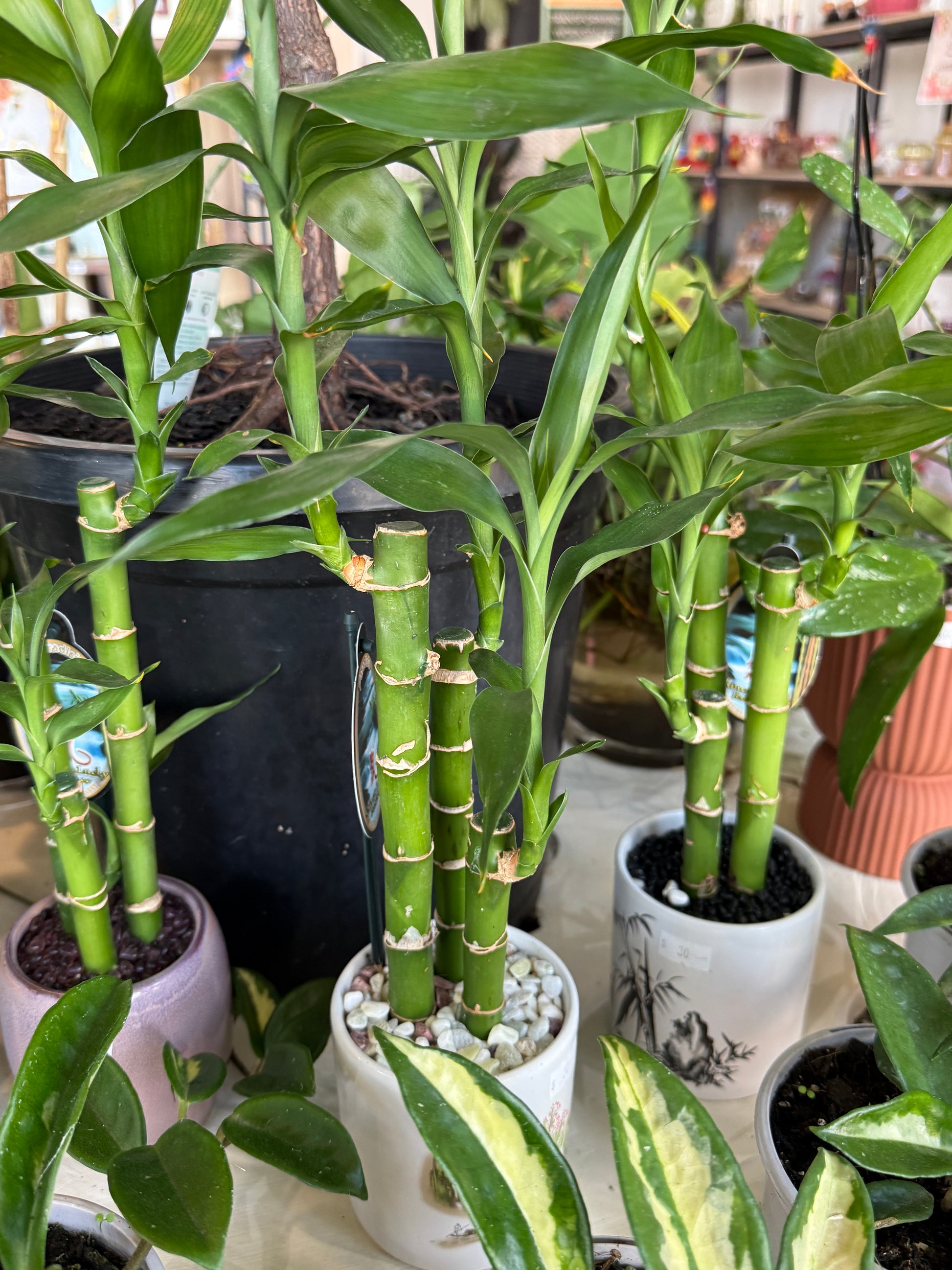 Lucky Bamboo in Ceramic Pots (Pick up only)