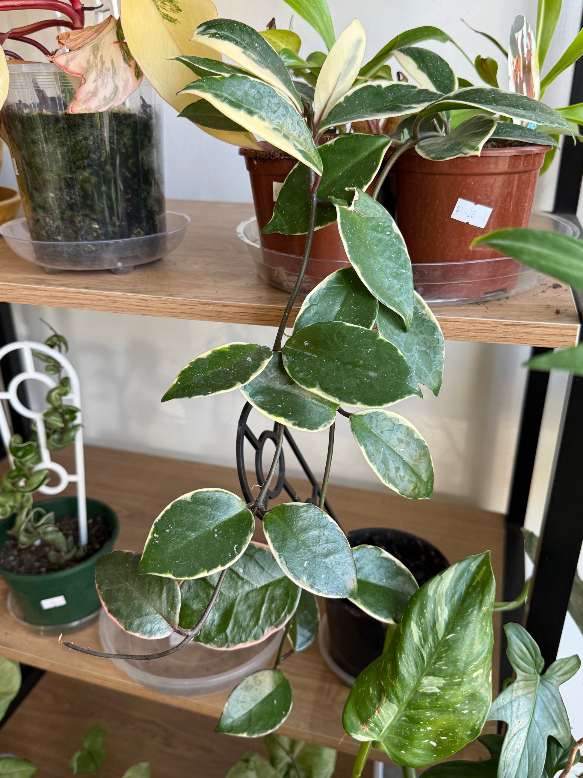 Hoya Krimson Queen variegated trailing plant pink cream leaves Sydney