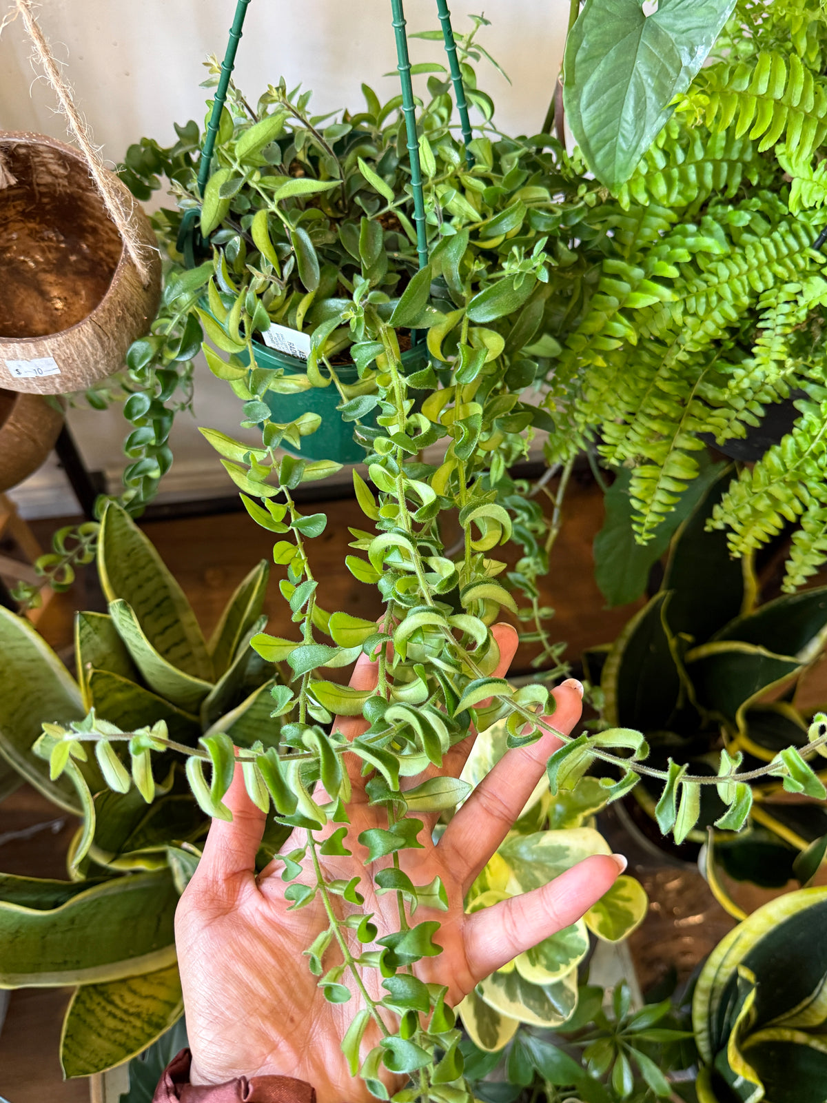 Aeschynanthus Curly lipstick plant curled leaves trailing indoor plant Sydney