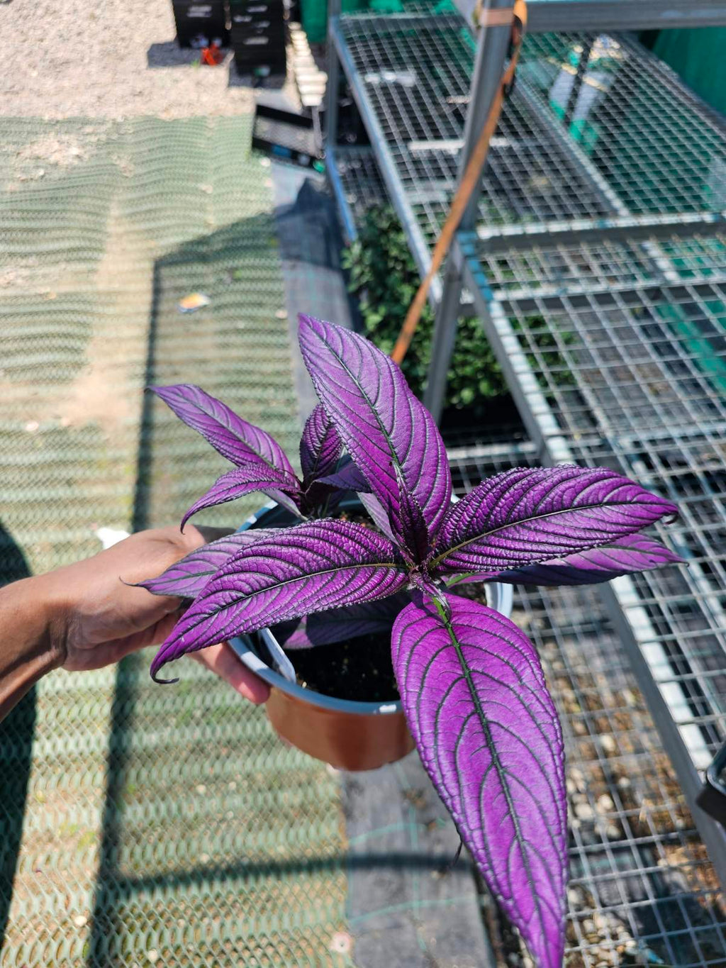 strobilanthes-persian-shield-purple
