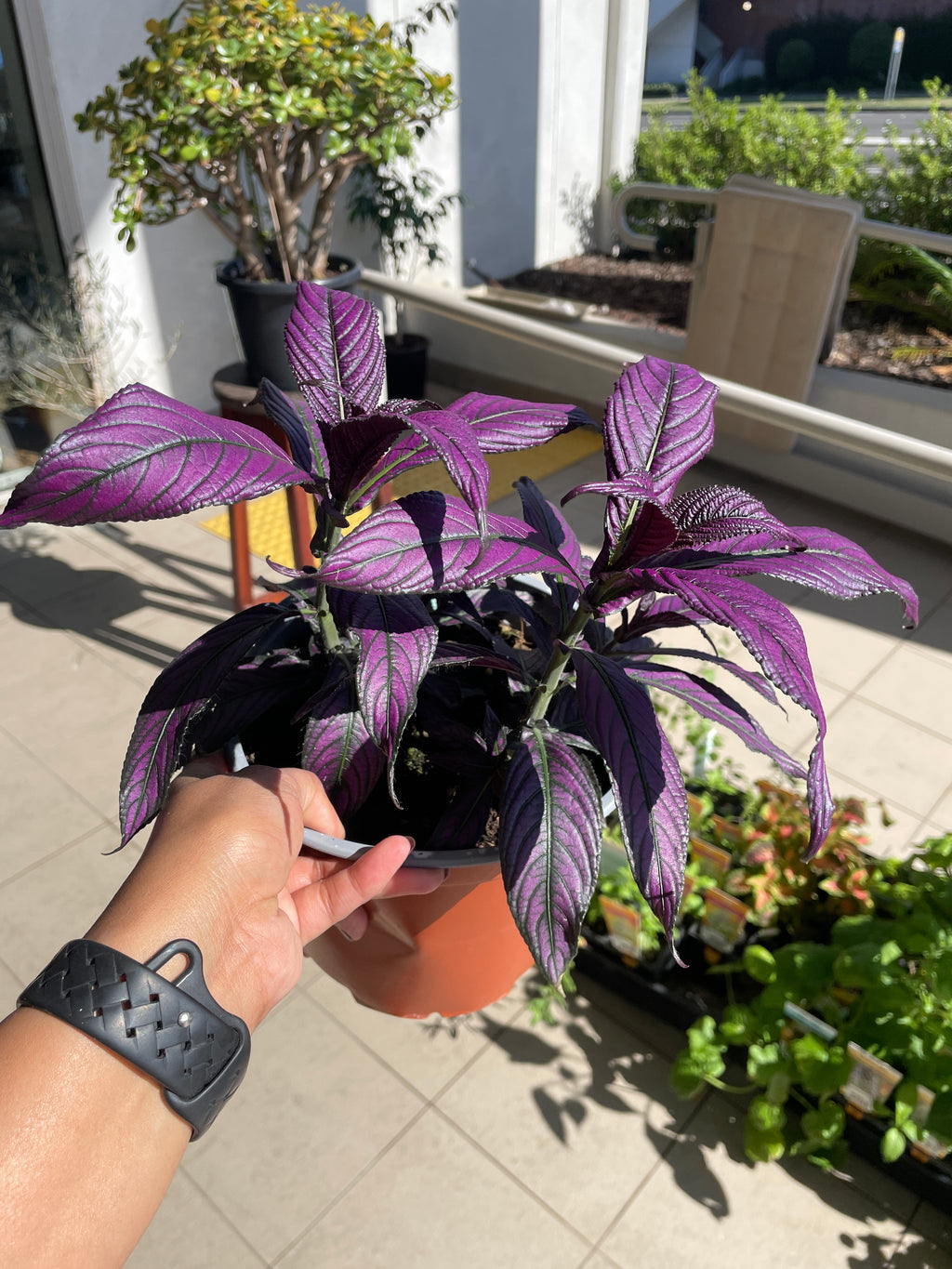 strobilanthes-persian-shield-purple