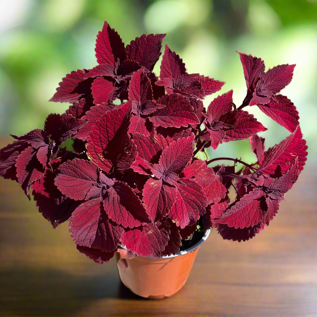 strobilanthes-persian-shield-purple