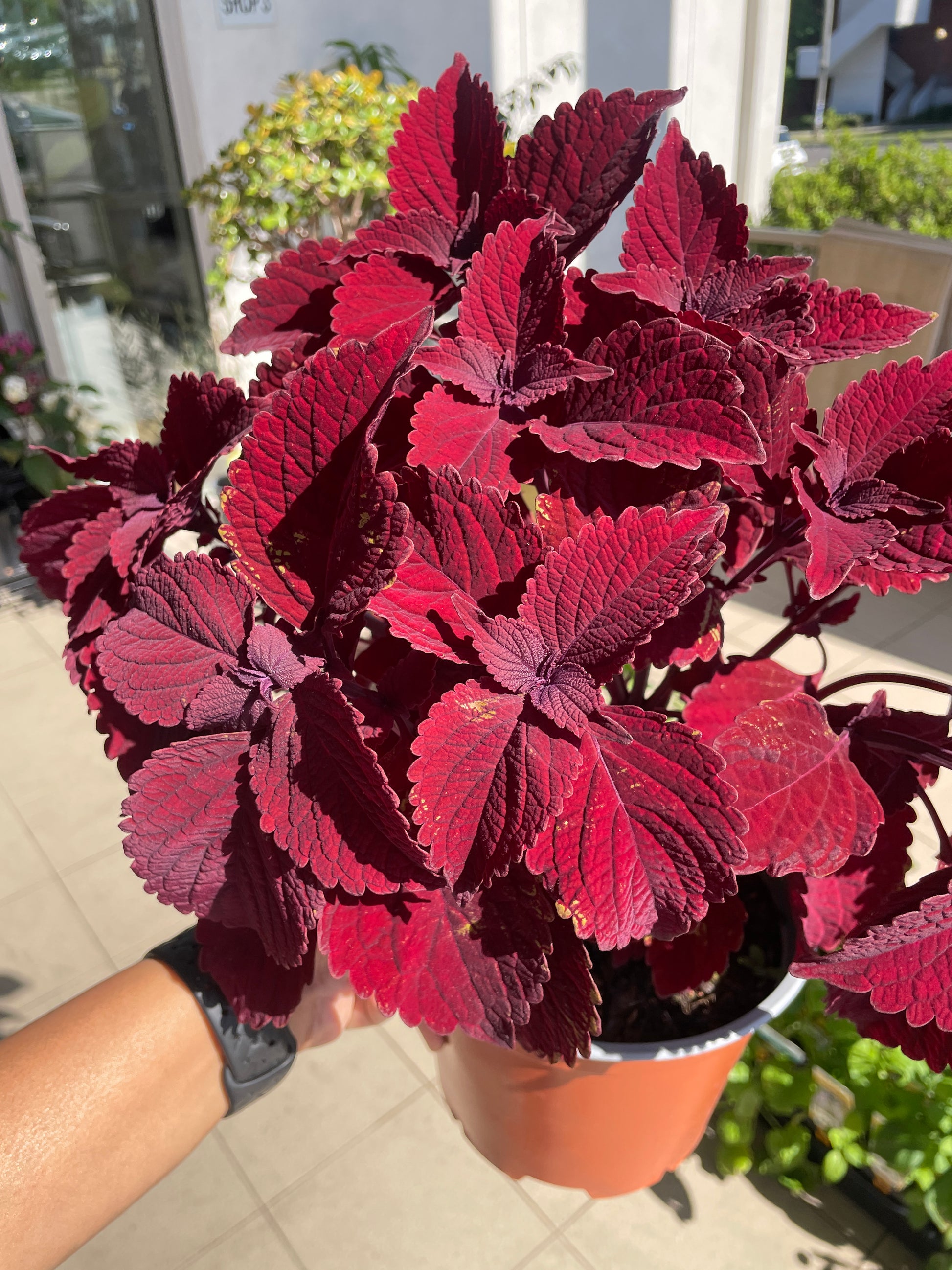 coleus-beale-street