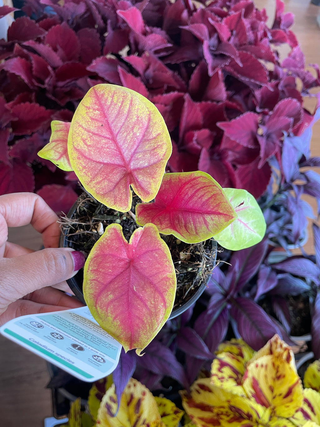 Caladium 'Brilliant Medals' - Wera Plants