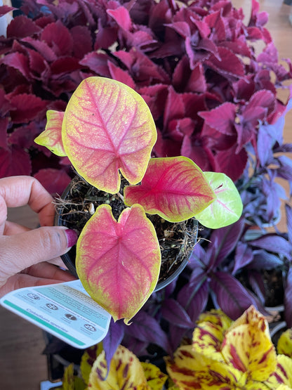 Caladium 'Brilliant Medals' - Wera Plants