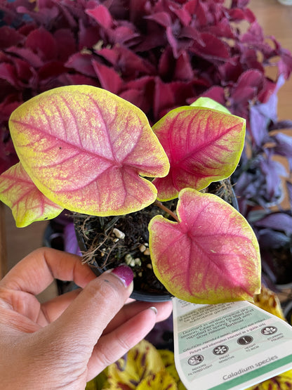 Caladium 'Brilliant Medals' - Wera Plants