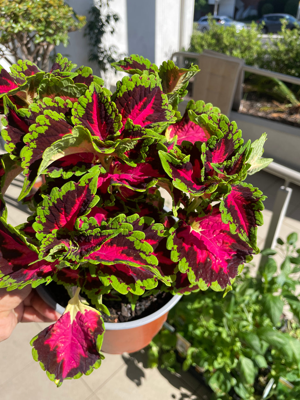 coleus-heartbreaker