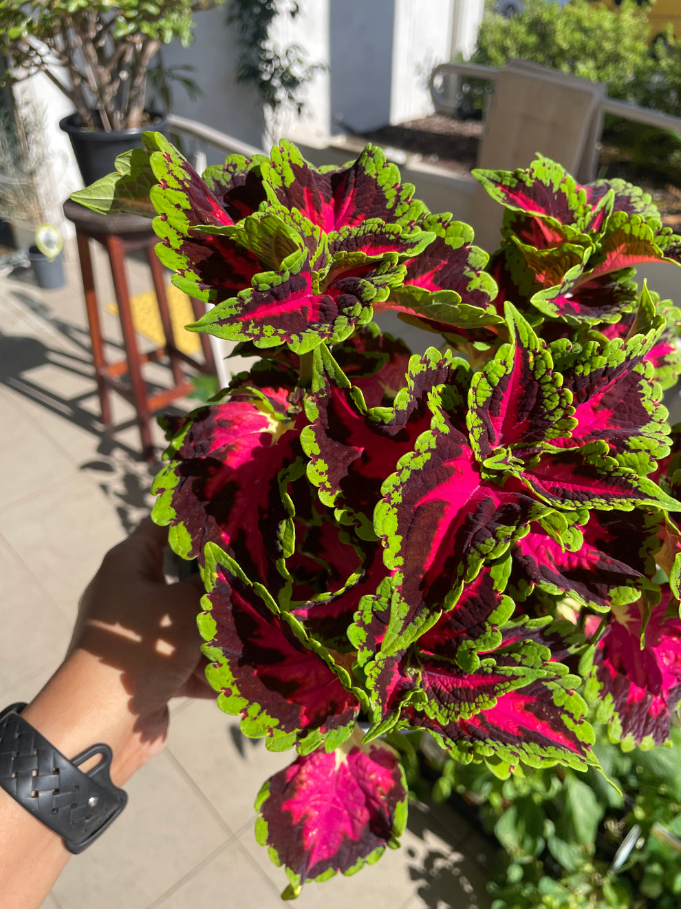 Coleus 'Heartbreaker' | Wera Plants