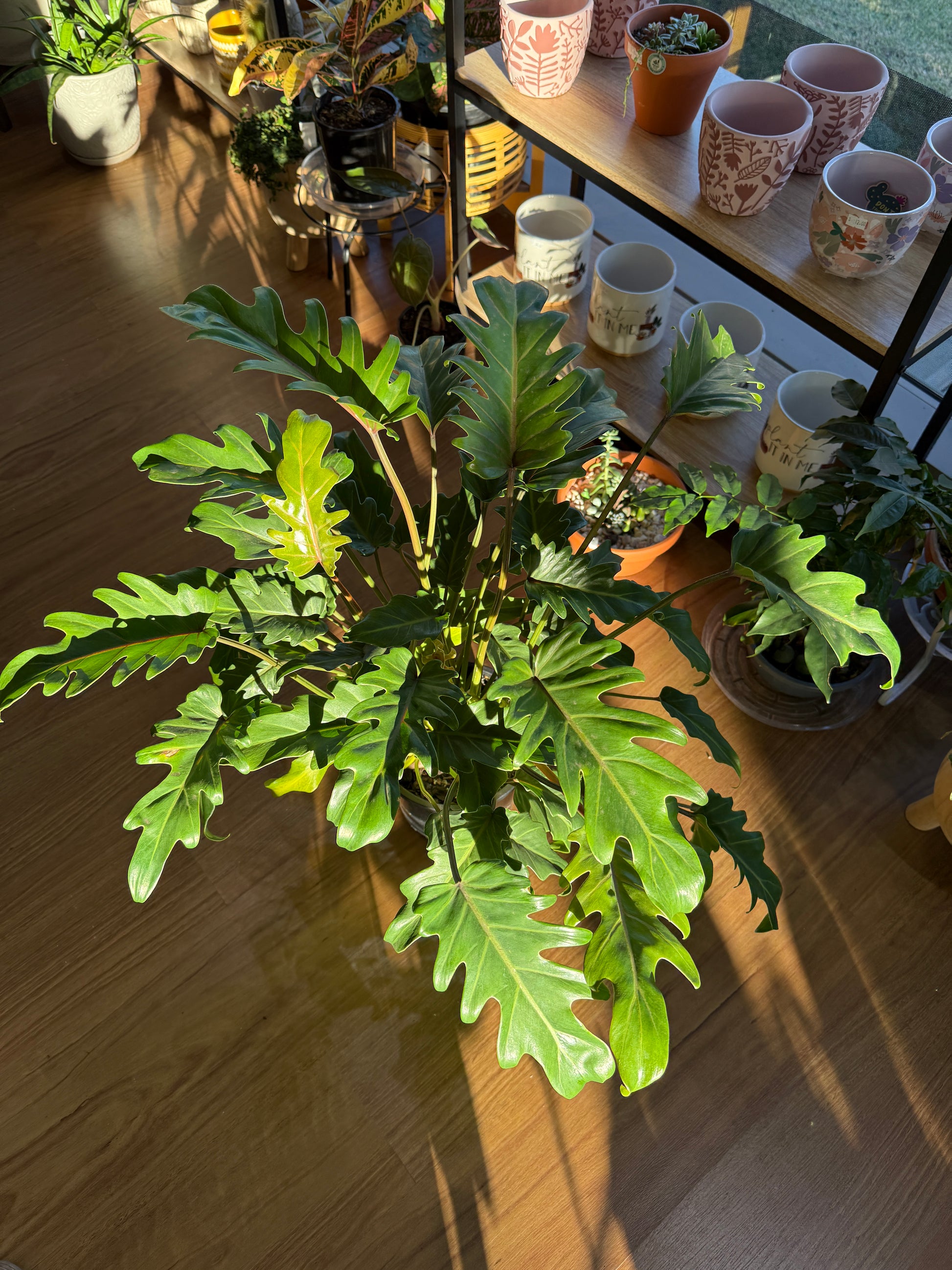 buy philodendron xanadu sydney Philodendron Xanadu Plant Care – Grow Lush Indoor Tropical Foliage – Wera Plants