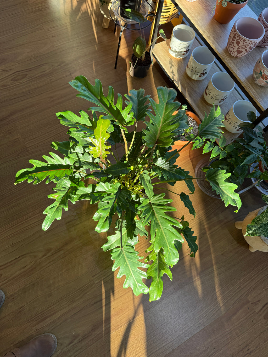 Philodendron Xanadu