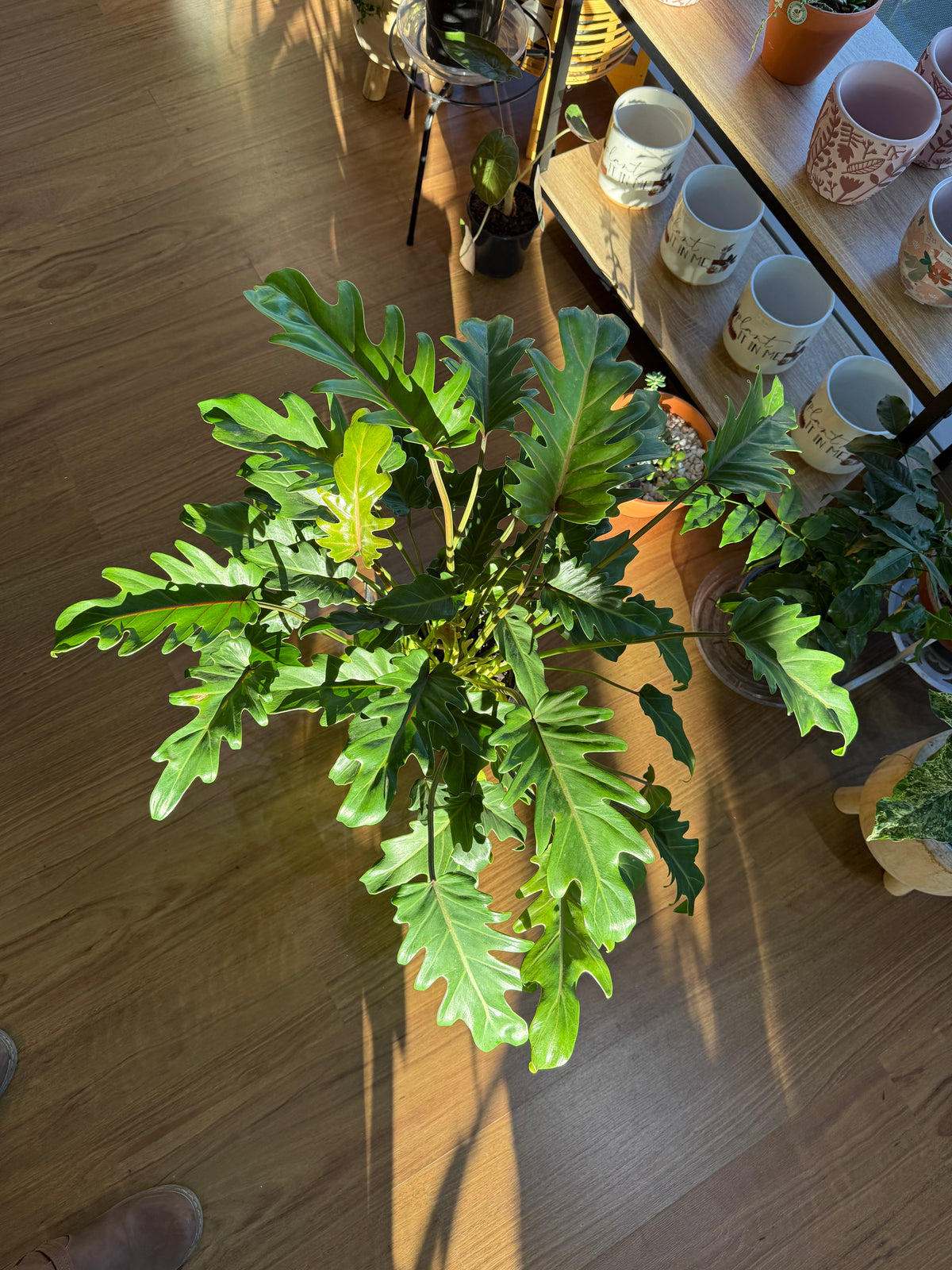 Philodendron Xanadu