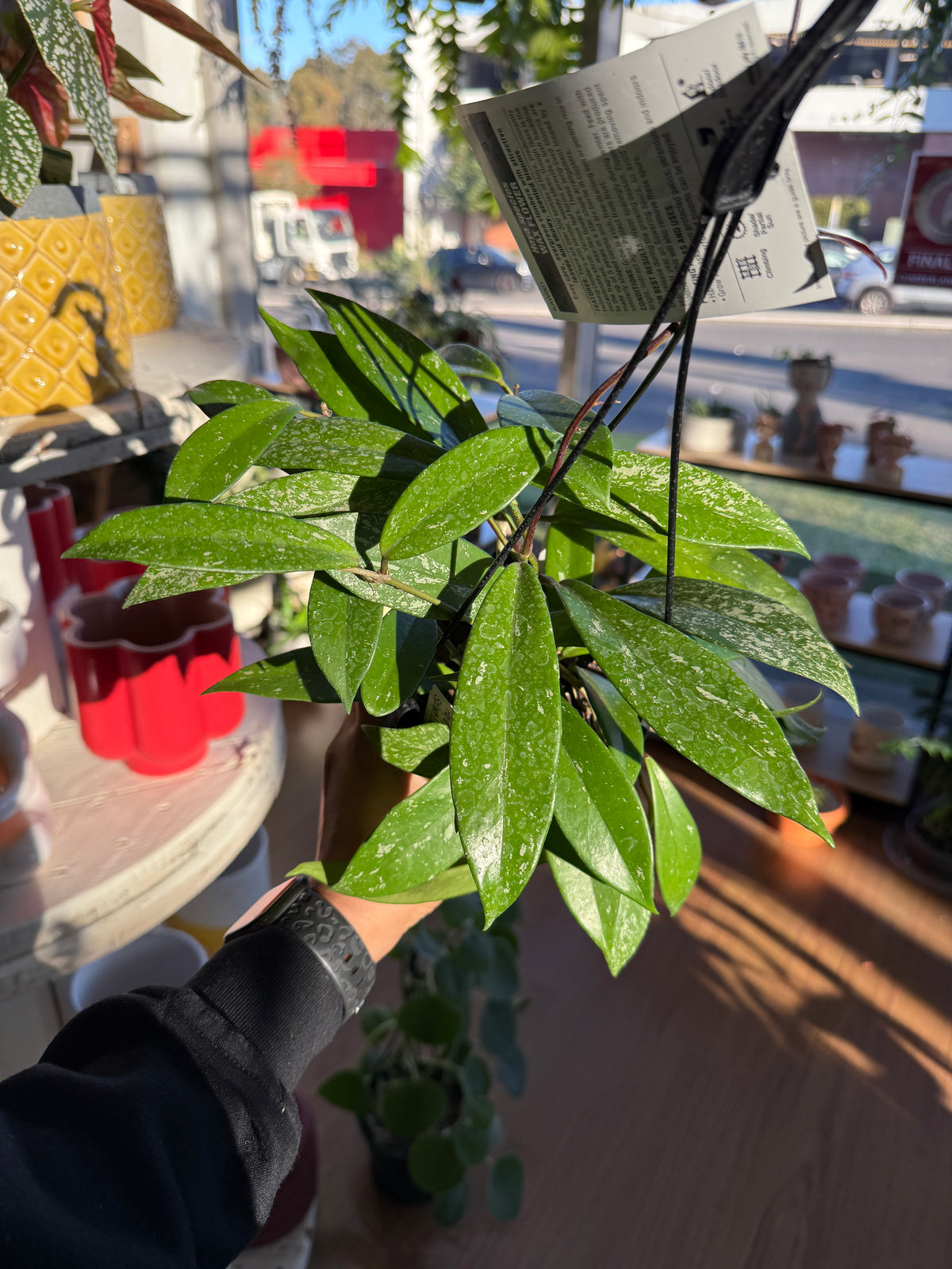 Hoya Wax Plant – Hoya spp.