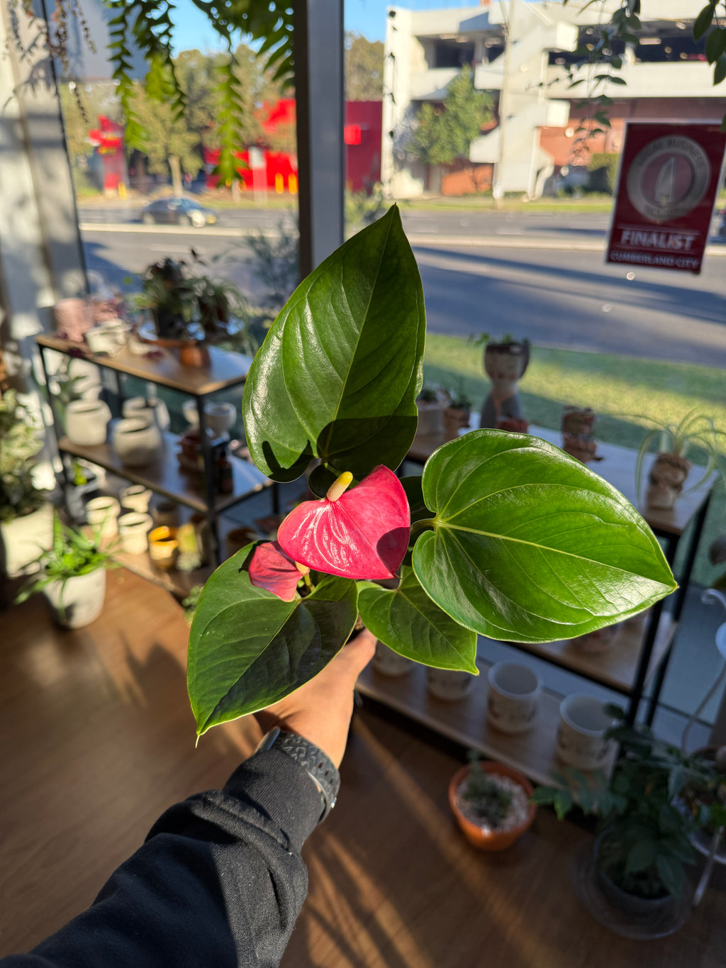 Anthurium (Mixed Colours)