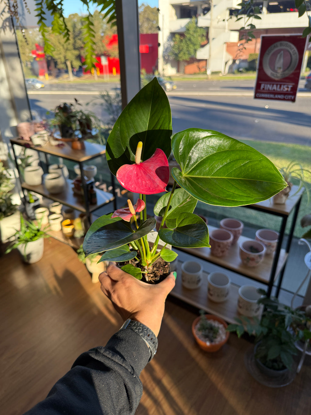 Anthurium (Mixed Colours)