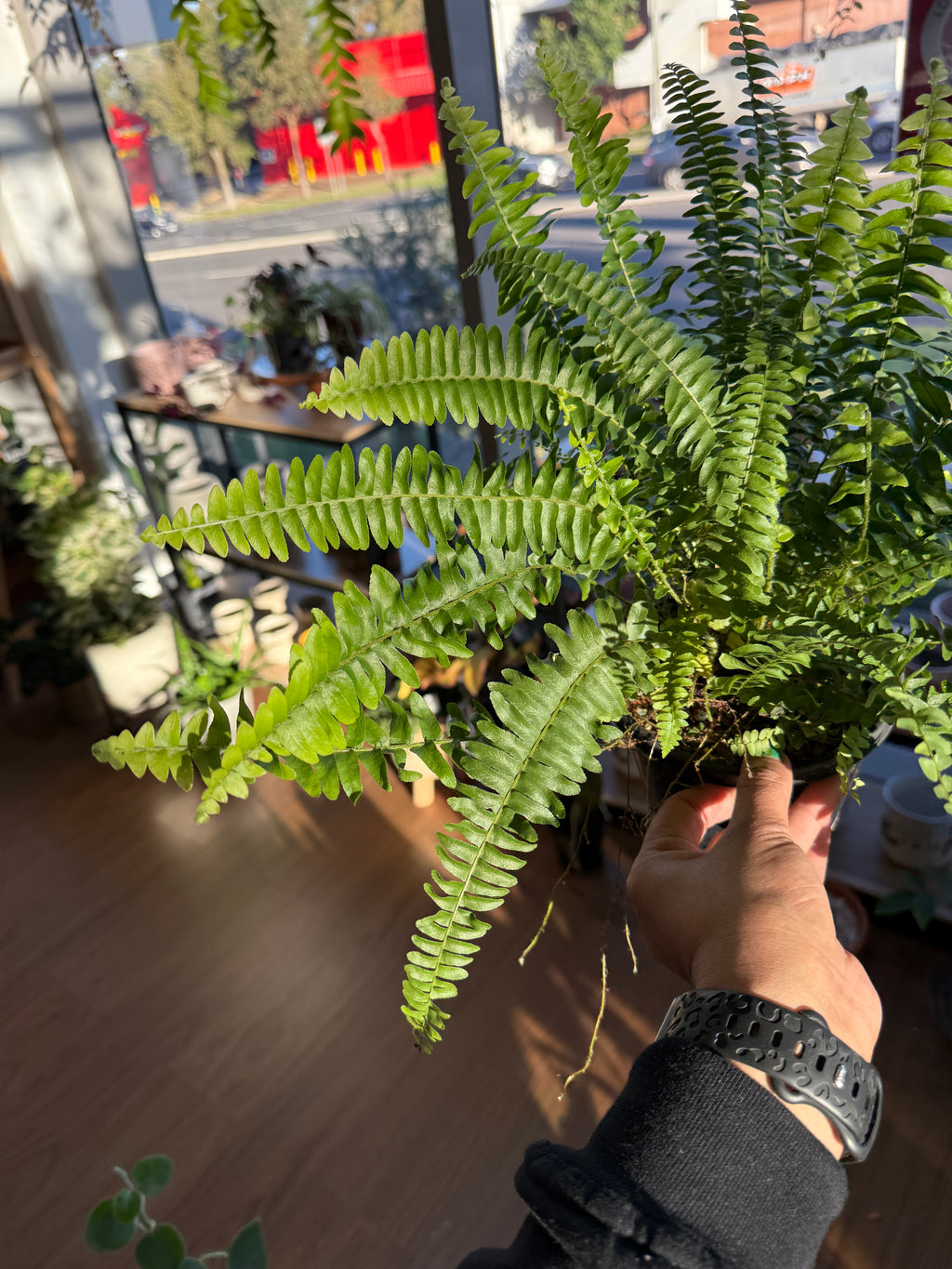 Boston Fern – Nephrolepis exaltata