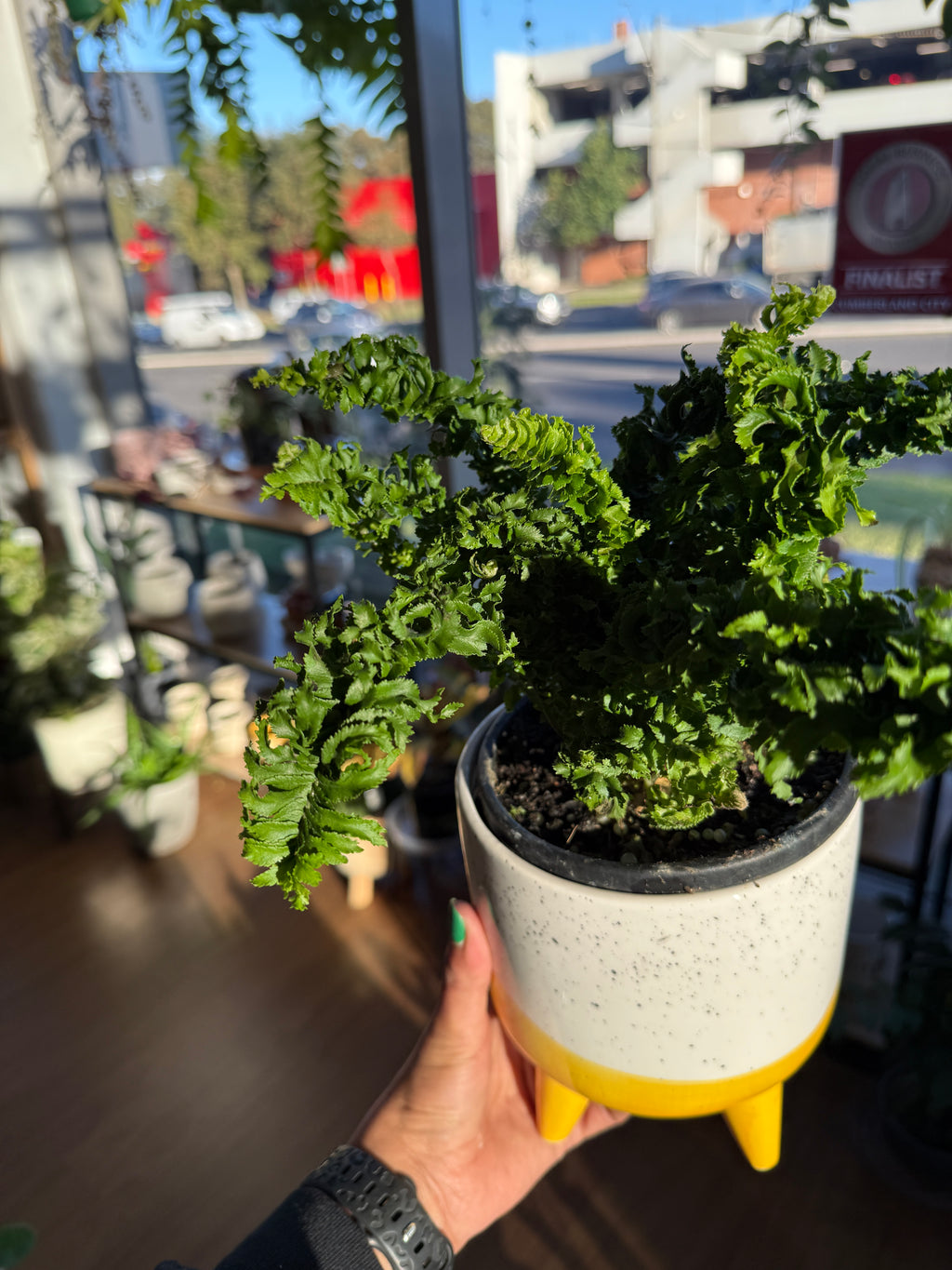 Boston Fern Curly Locks (Nephrolepis exaltata)