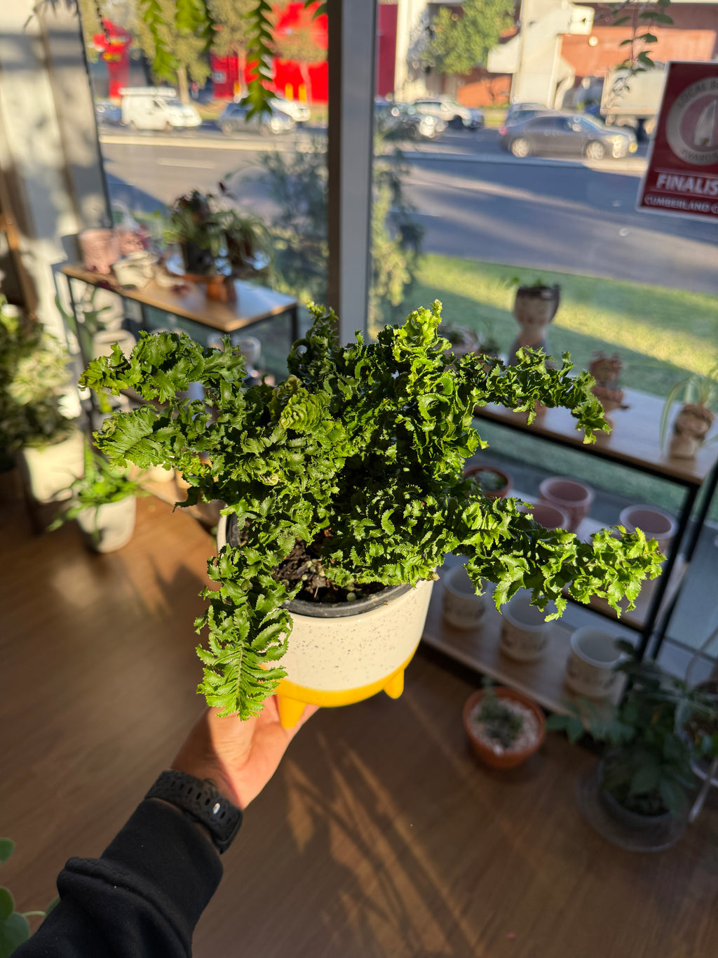 Boston Fern Curly Locks (Nephrolepis exaltata)