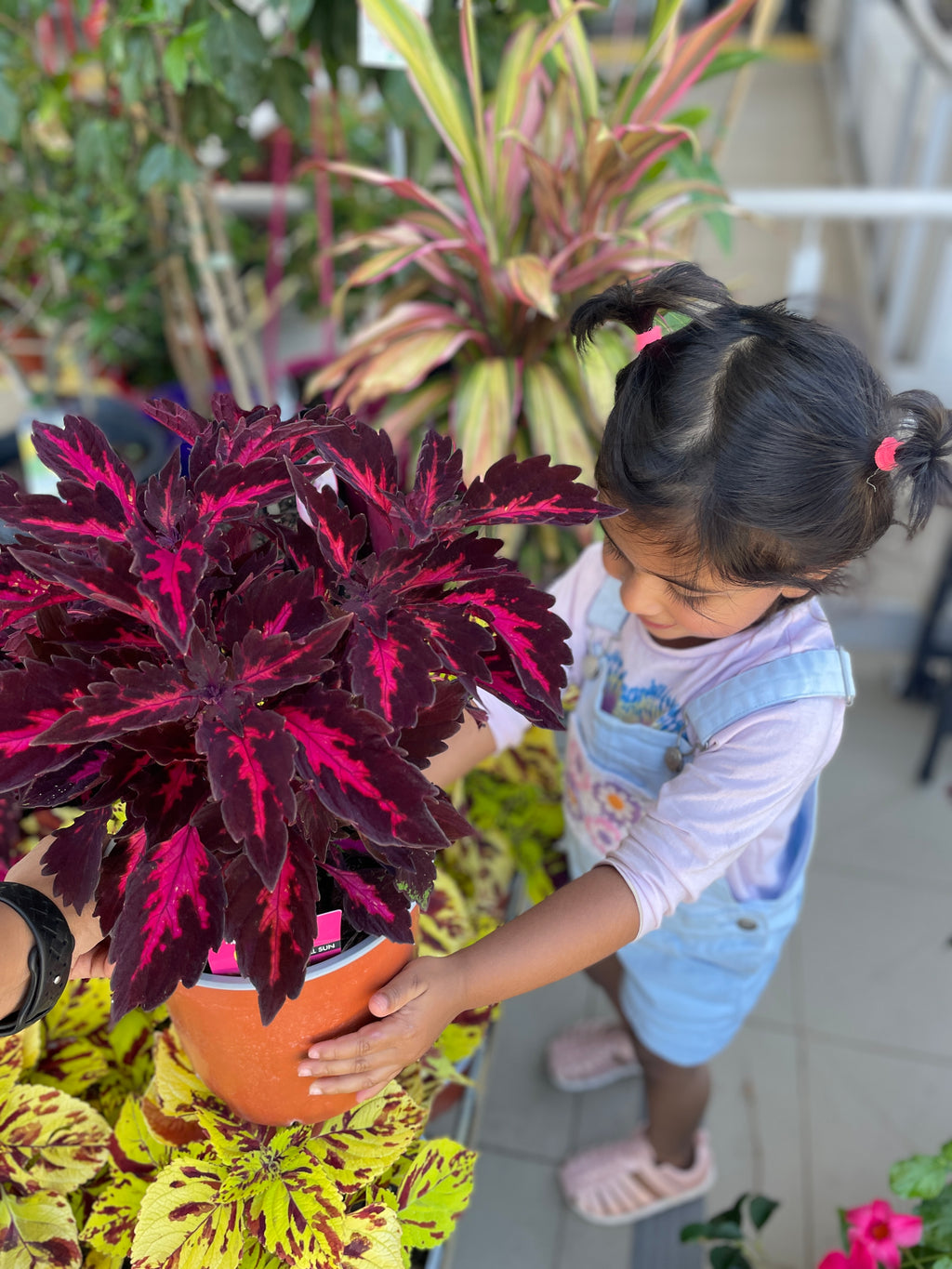 coleus-royalty