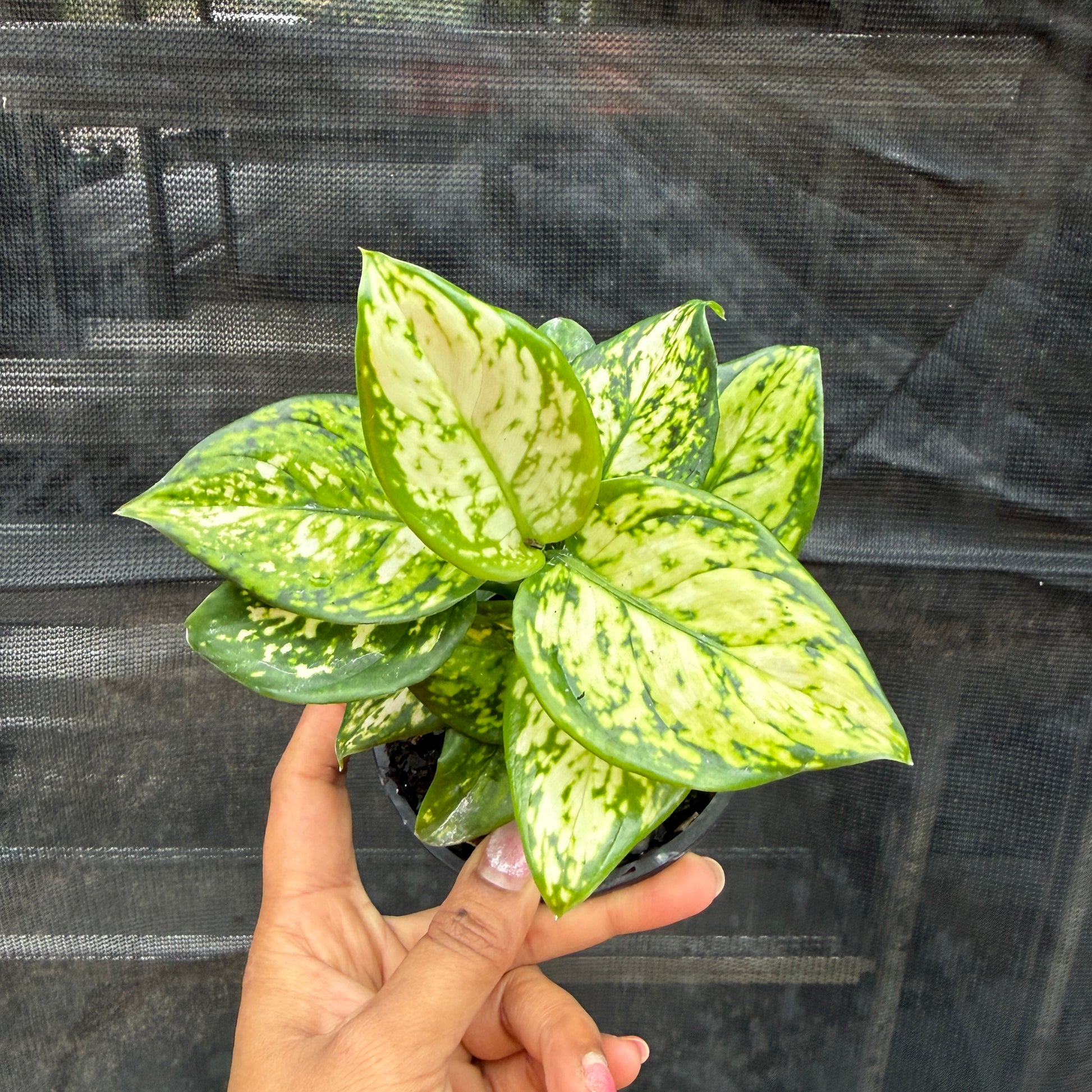 Aglaonema (White) Chinese Evergreen