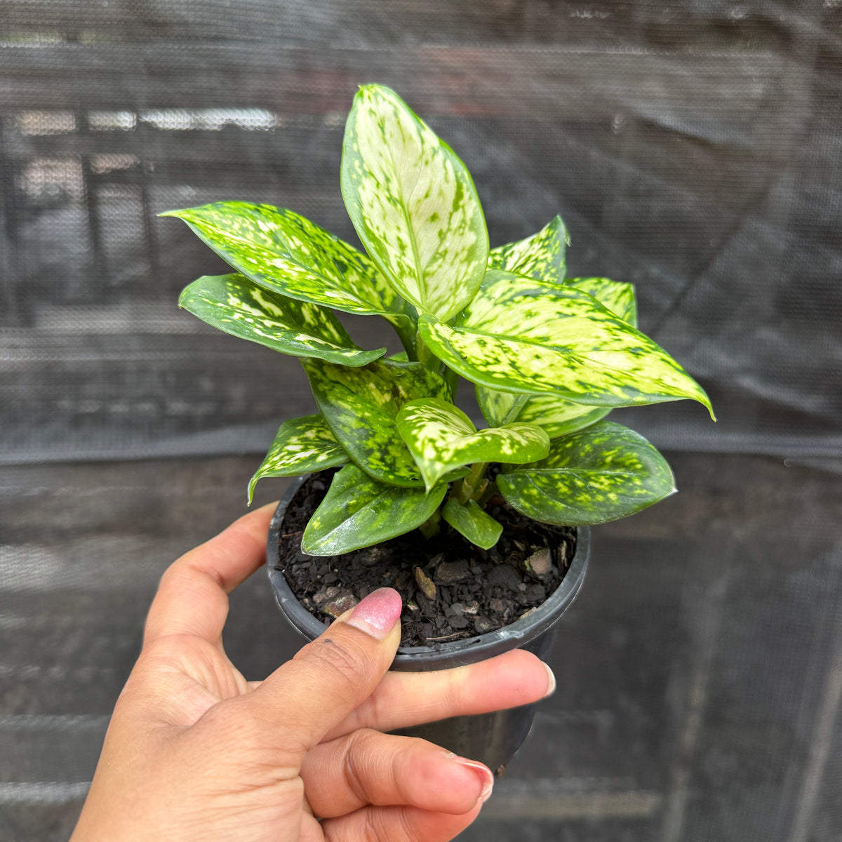 Aglaonema (White) Chinese Evergreen