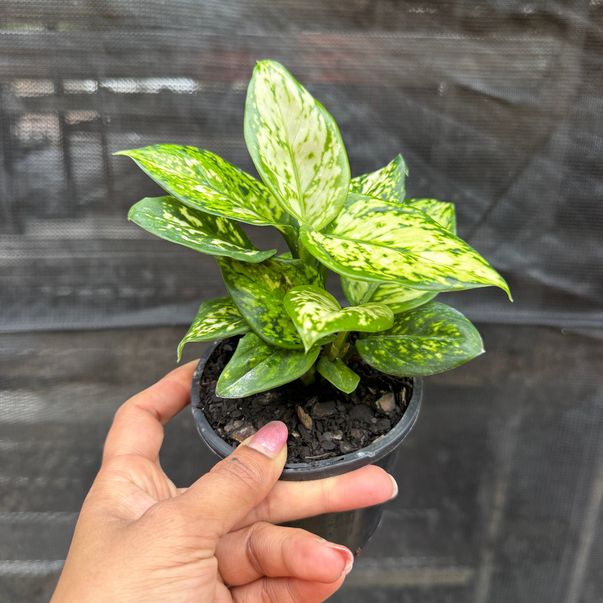 Aglaonema (White) Chinese Evergreen