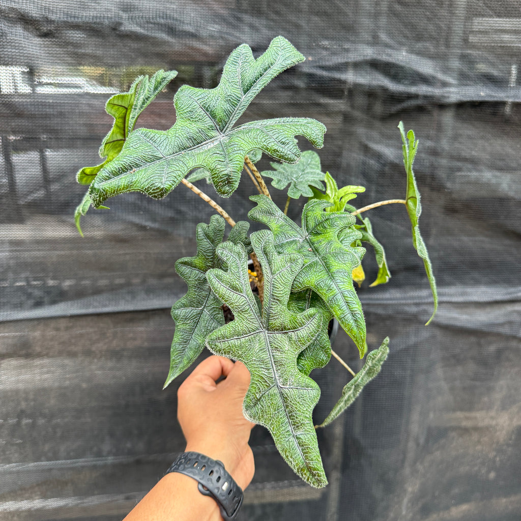Alocasia Jacklyn