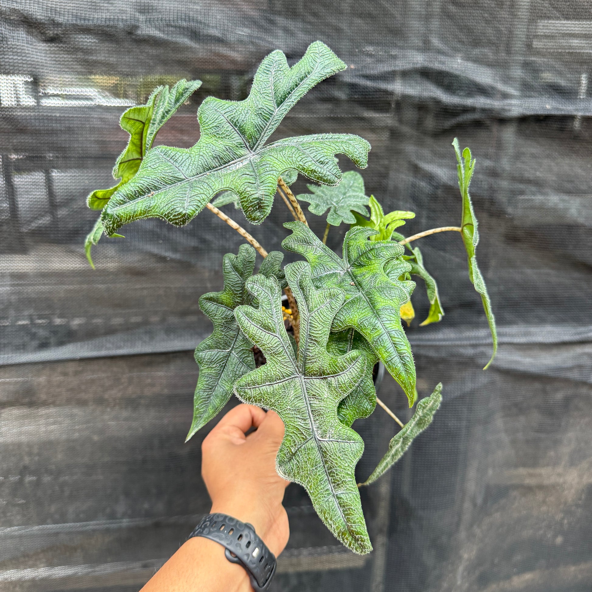 Alocasia Jacklyn