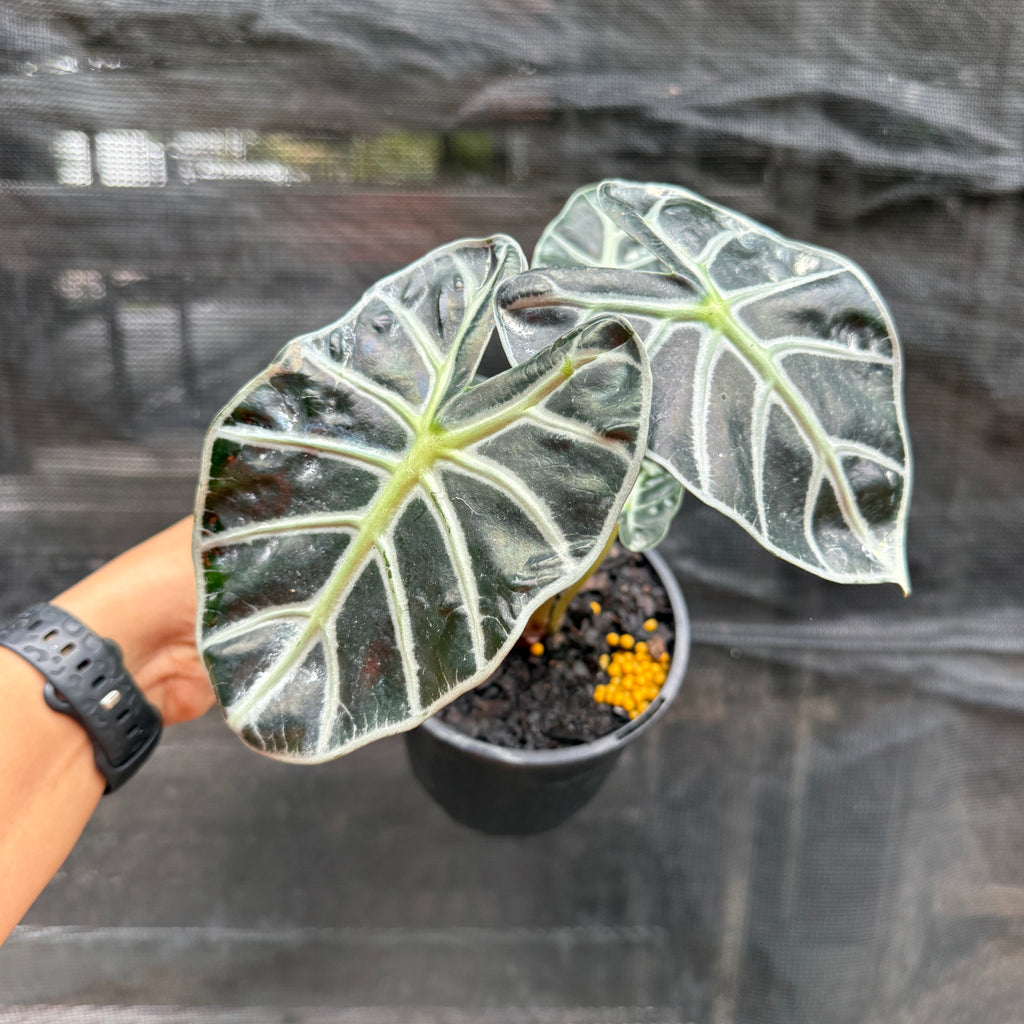 Alocasia ‘Heart Balloon’