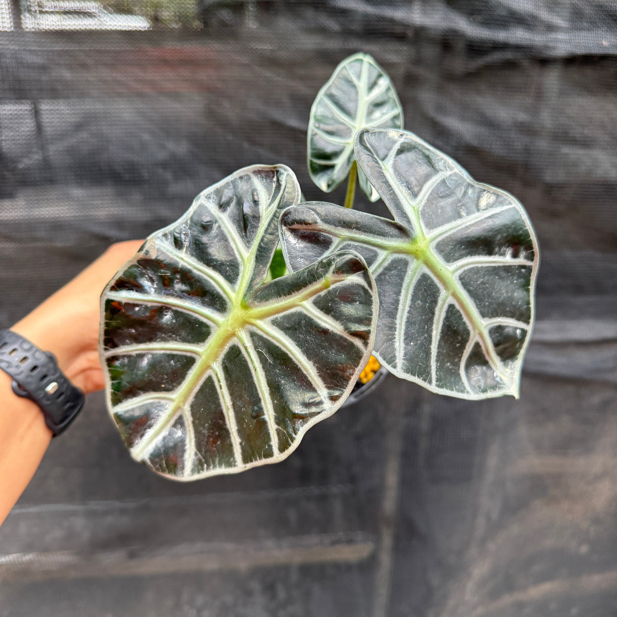 Alocasia Heart Balloon rare tropical plant heart shaped leaves Sydney