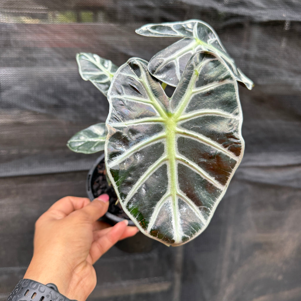 Alocasia ‘Heart Balloon’
