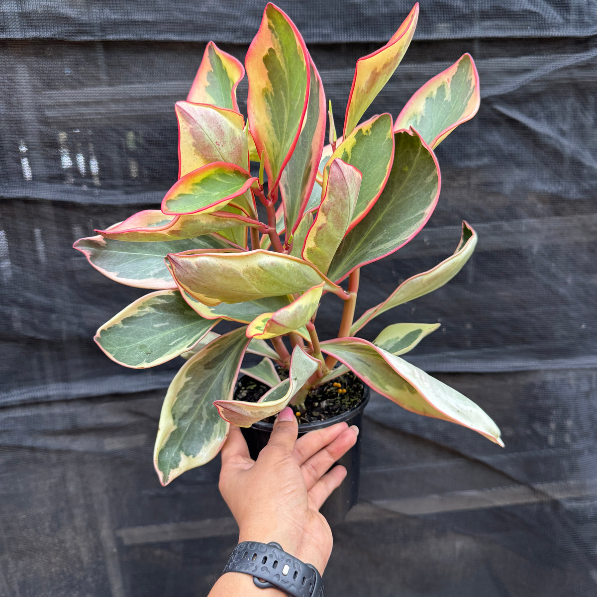 Peperomia Clusifoliia 'Red Jelly'