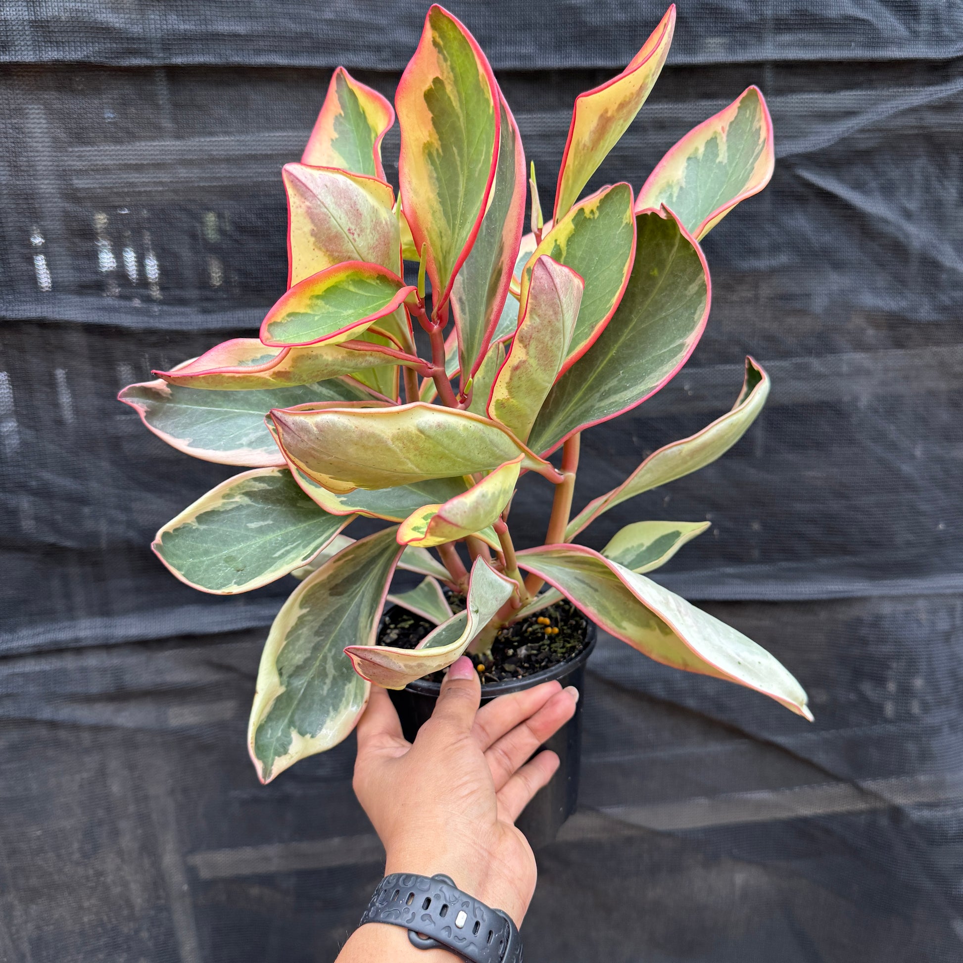 Peperomia Clusifoliia 'Red Jelly'