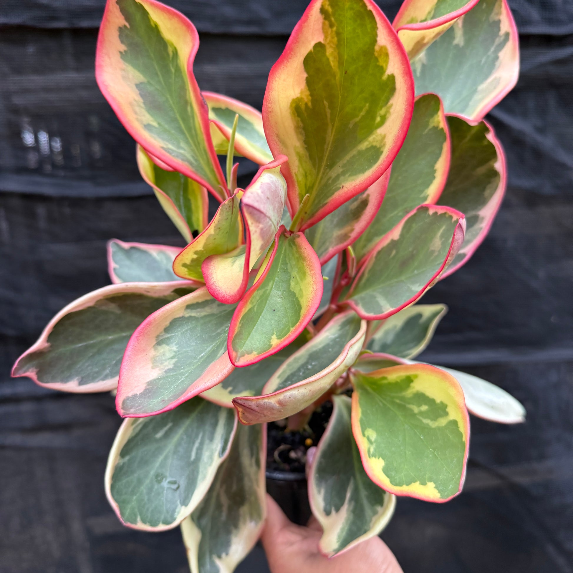 Peperomia Clusifoliia 'Red Jelly'