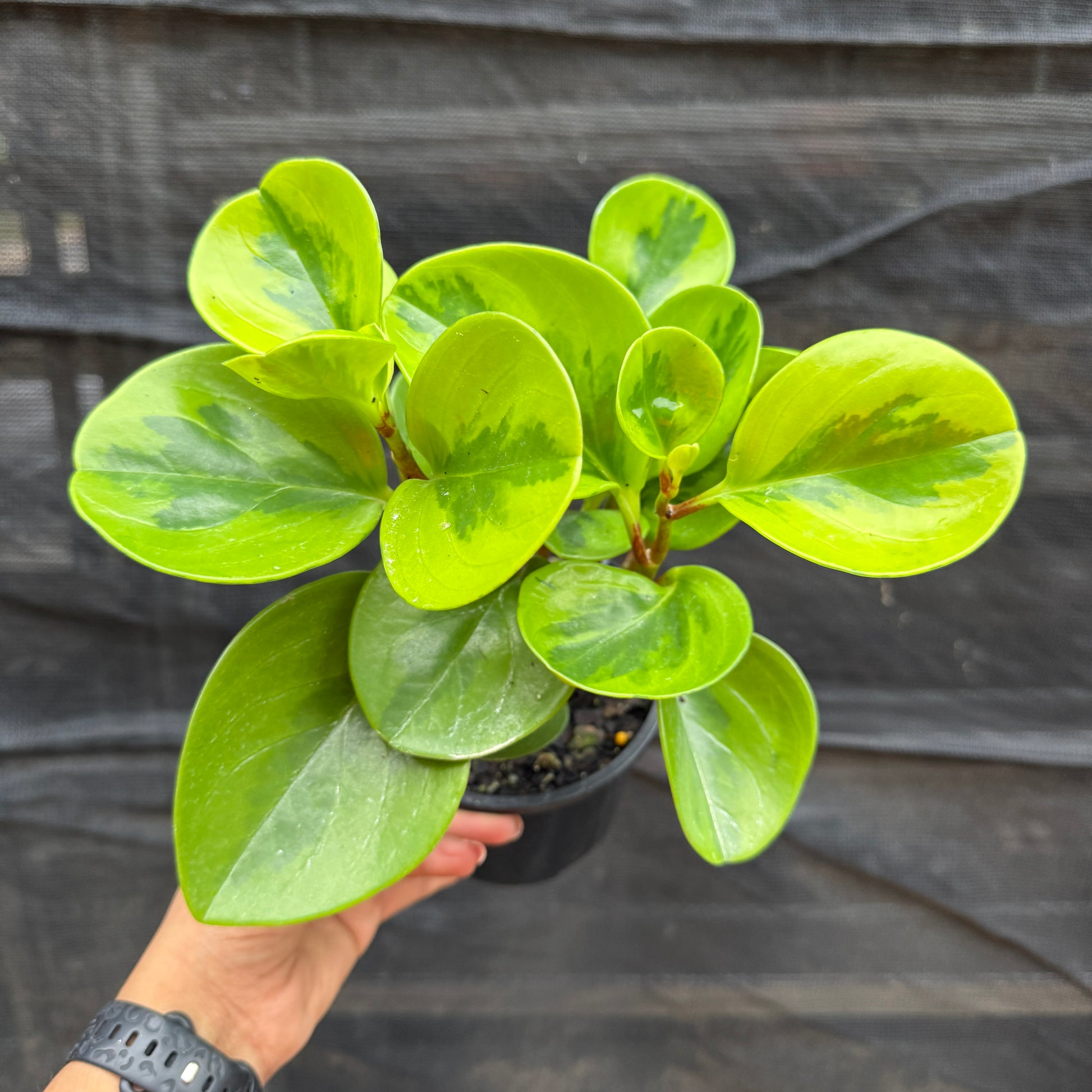 Peperomia Obtusifolia ‘Lemon Lime’