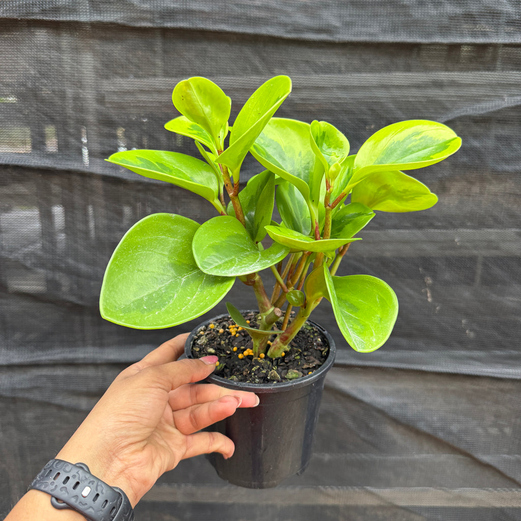 Peperomia Obtusifolia ‘Lemon Lime’
